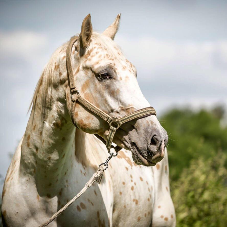 Palomino Appaloosa